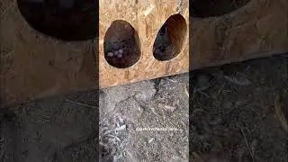🐓🪺🪺🪺
