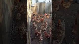 Обман везде/ даже на курях