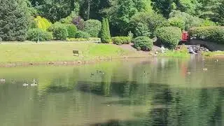 Peaceful pond