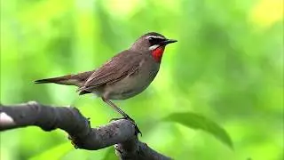 Горихвостки и соловьи - определение по голосам
