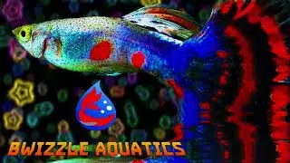 Bwizzle Aquatics In Da House
