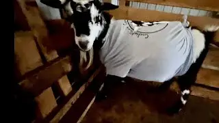UPDATE: My Dad, Etsy Restock, and Cookie Don’t Care Shirt