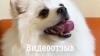 Видеоотзыв хозяйки | перелом лапы | ВЦ МЕДВЕТ Додомедово