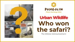 Urban Wildlife Winners Show