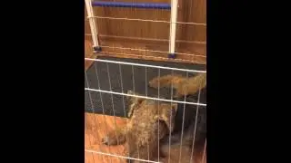 Виконд