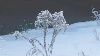 Зимние картинки в моем саду
