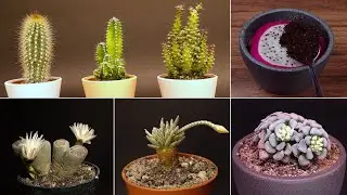 Cactus Time Lapse Compilation #greentimelapse #gtl #timelapse