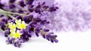 Teaser Papillon Spa Therapy