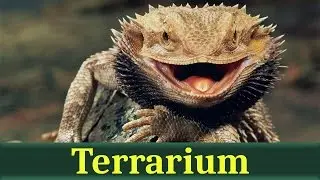 Бородатая агама (лат. Pogona vitticeps)
