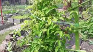 Чем подкормить клематис перед цветением