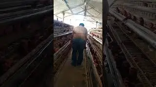 Telor ayam negeri