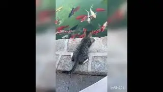 cat and fishes #kitty