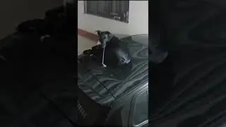Хозяин будет крайне РАД...