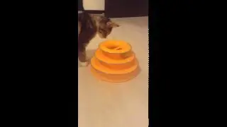 Котенок и мячики