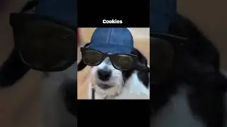 Where Are The Cookies? #shorts