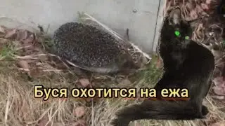 Кошка Буся охотится на ежа|Ёж на даче.