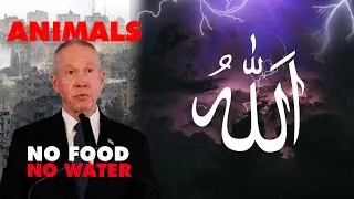 HOW ALLAH HELPED PALESTINE!