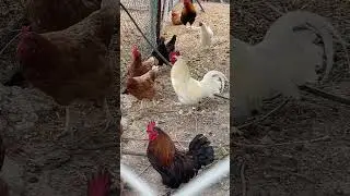 Гайд на Волшебника Арканиста (Анонс + дальнейшие планы) / Невервинтер М25