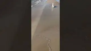 #джекрасселтерьер