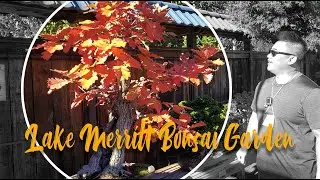 A tour of the Bonsai Garden at Lake Merrit Garden