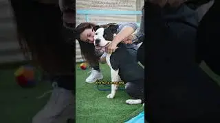Sono andato in canile di trofarello