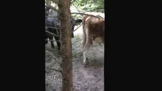Saying hi to my sister's neighbors!