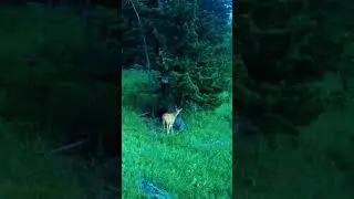#roedeer #nature #косуля #дикаяприрода #тайга #лес #фотоловушка #алтай #охота