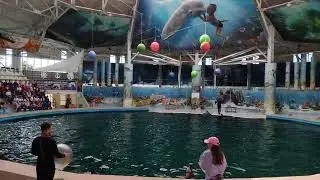 дельфинарий в Евпатории