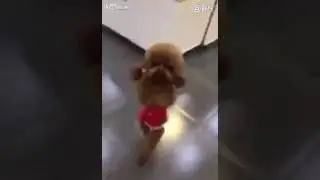 Собака ходит, как ребёнок