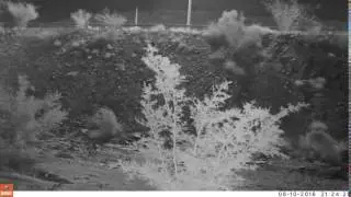 Removing the Bushnell Trail Camera at night & many insects at Wadi Shawqa, UAE