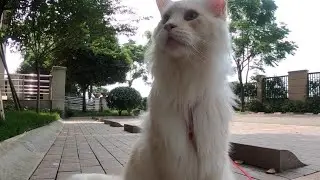 緬因貓大黃撒潑打滾的樣子，像極了熊孩子