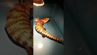 Walter bathing time in the evening #bluetongueskink #skink #lizard #reptile #coldblooded #like#viral