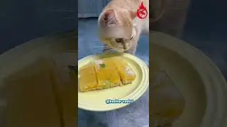 With This Duckling Around Cat Doesn't know What Peace Feels Like | Just wait For The Ending 😍😅🤣