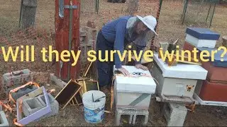 Six month old swarm - Glowing firewood hive - Beekeeping
