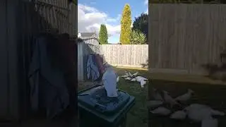 A parrot parade! Check out my friends as they follow me.🦜