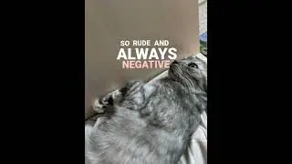 котики в тик ток