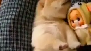 What do dogs dream? Compilation