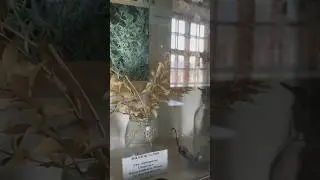 Стенды с растениями 🌱| ботаника | эстетика | 💜 inst miviice 