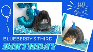 Bunny Birthday Party! Eating cake, opening presents, binkies and more!