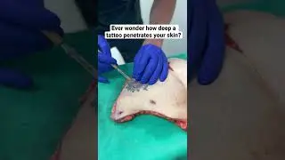 Ever wonder how deep a tattoo penetrates your skin?!😱 