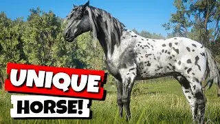 How to Get the Gray Snowcap Spotted Appaloosa in RDR2