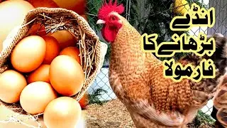 How To Increase Eggs Production and Size 🐣|| Murgi Palan at Home 🐓|| #shehrmainگاؤں