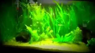 Update on The Tank and a New Nano Saltwater Tank to Come (Aquarium007)