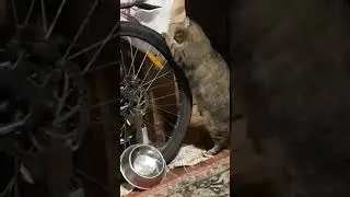 Тишина любовь