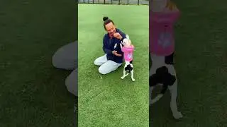 La que entrega todo sin pedirme  nada, solo que la ame ❤️🐶 no hay amor más puro #elgalloyeldiablo