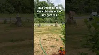 Loving the motion activated sprinkler and how well it is working. Worth every penny! #sdsg #chicken