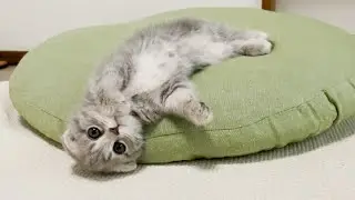 The kitten melting off the cushion was so cute.