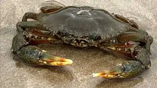 Facts: Giant Mud Crabs