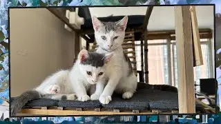 Foster Kitten Livestream (S11, E30) - Sep 2, 2024
