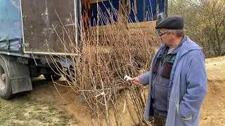 Интенсивный грушевый сад, с напряжёнными Итальянскими столбами и Шпалерой.
